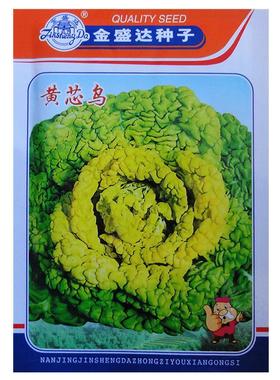 淮南蔬研黄心乌塌菜阳台大田春秋冬季抗寒黑心乌蔬菜种子高产易播