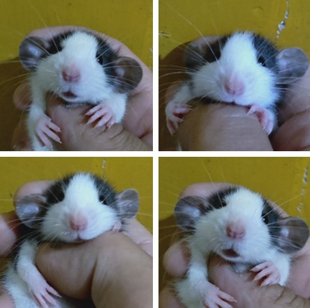 哈土奇萌宠花枝鼠幼崽活体宝宝小宠物飞象耳深色黑白花纹哈 海冬青小宠 淘优券 哈土奇萌宠花枝鼠幼崽活体宝宝小宠物飞象耳深色黑白花纹哈 海冬青小宠 淘优券