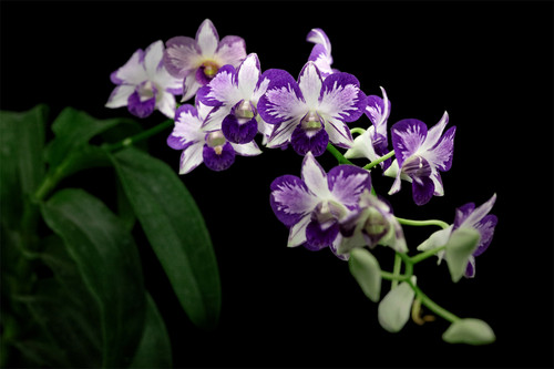 番茄雅韵堂Den. Burana Pink Sapphire mutation 海伦蓝泼墨石斛 - 图1