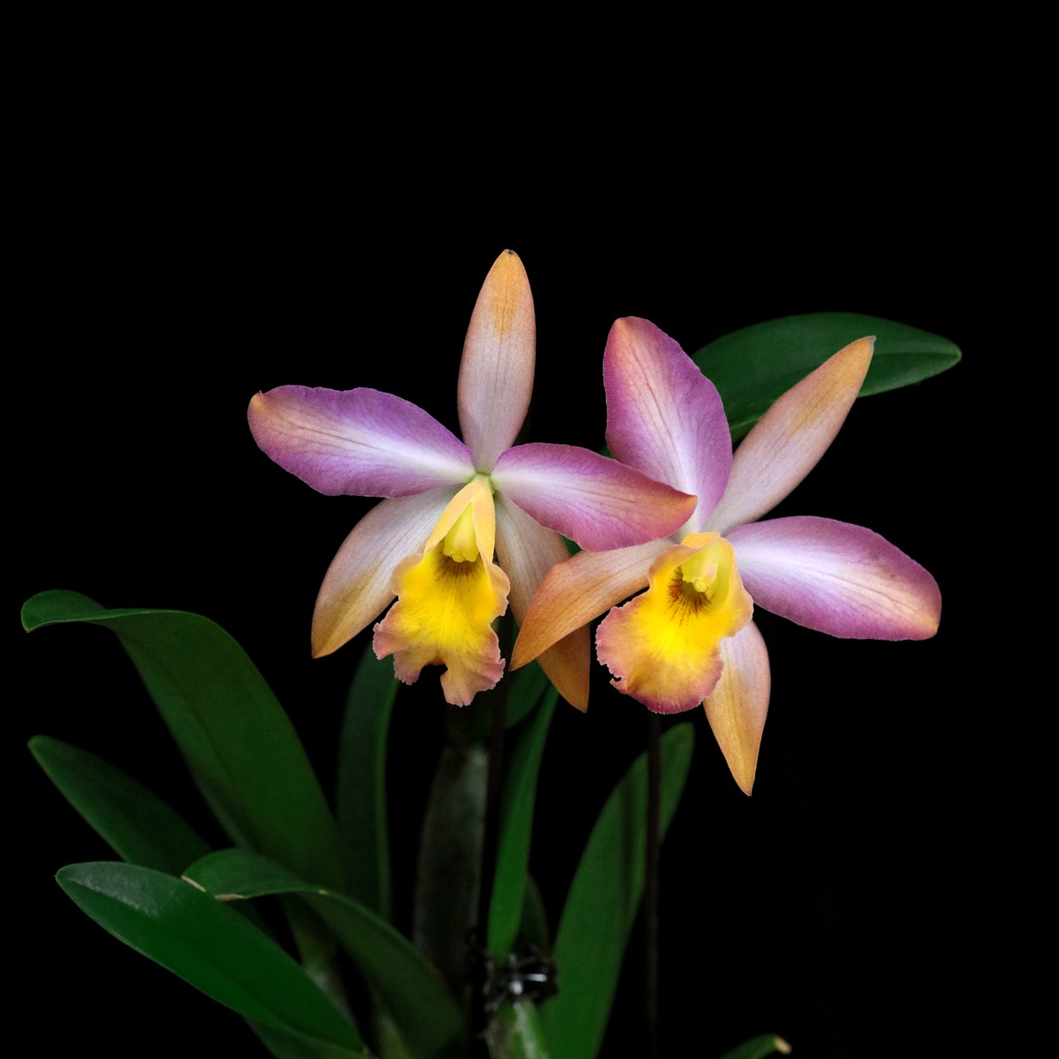 番茄雅韵堂Rct. Mikawa Crystal'Rainbow Bridge'彩虹桥卡特兰花 - 图1