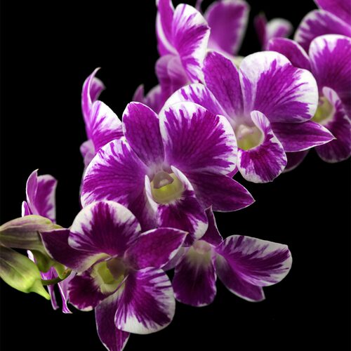 番茄雅韵堂Den. Burana Classy ‘秋色’ 大花泼墨石斛兰洋兰花 - 图2