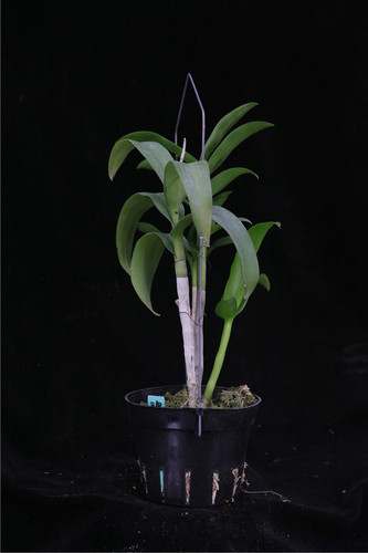 番茄雅韵堂den Burana Pink Sapphire Mutation 海伦蓝泼墨石斛