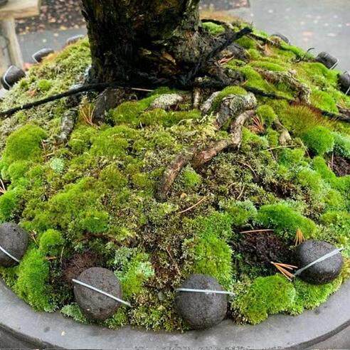 中国记忆发酵全手工农家肥花果杂木蛋型玉肥蛋形纯天-然肥豆粕 - 图2