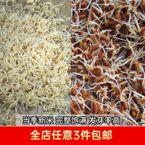 25年新米黑籼米真黑米糙米红米紫米农家五谷杂粮粗粮胚芽米500g - 图2