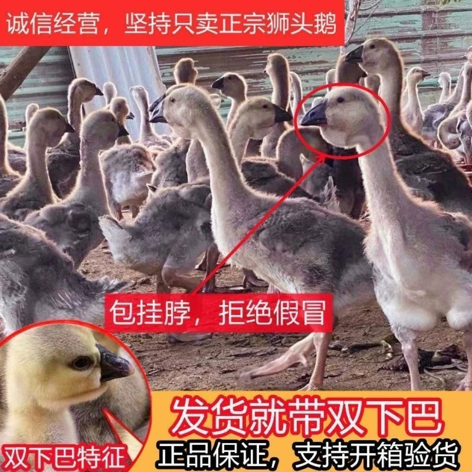 一斤狮头鹅活苗正宗特大种狮头鹅小鹅活苗汕头灰狮子头鹅活体宠物,淘宝优惠券,粉丝福利购,淘宝优惠卷