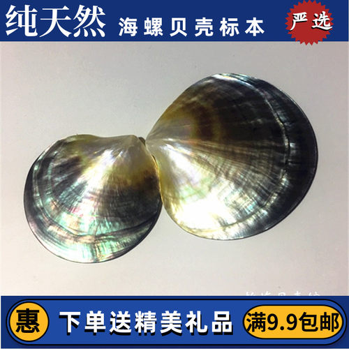 天然珍珠贝大溪地黑蝶贝抛光贝首饰海星贝壳海螺摆件贝壳工艺品 - 图0