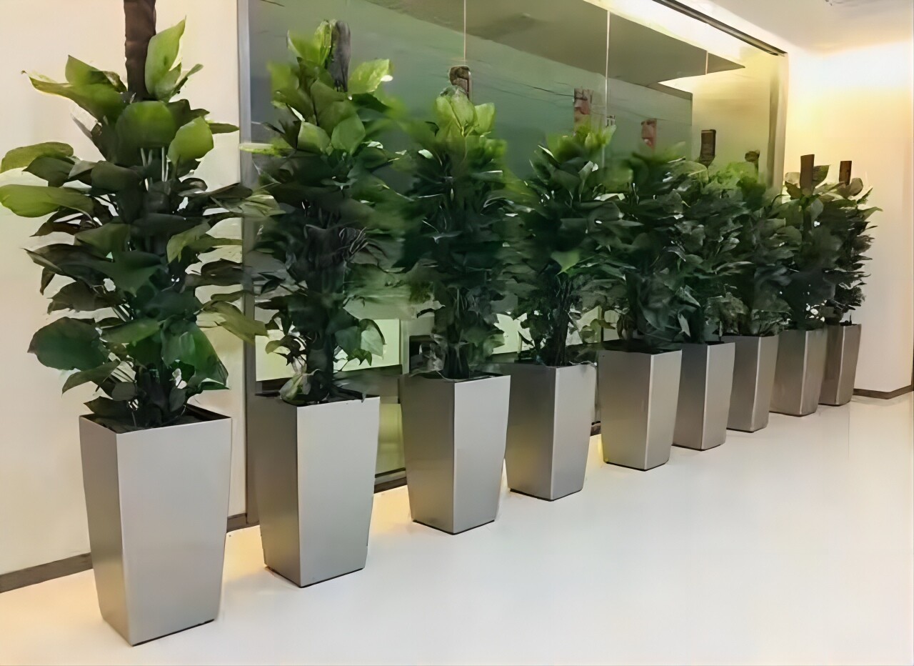 绿色办公新风尚：绿植租摆引领现代企业形象升级