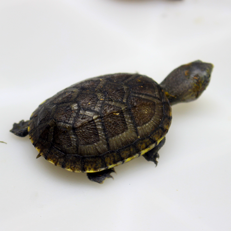 疯狂的龟 红面蛋龟泥龟剃刀麝香龟小乌龟活体宠物 - 图3