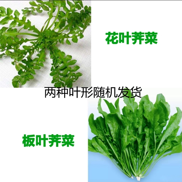 现采荠菜非冷冻野菜新鲜包邮鲜荠菜地菜荠荠菜上海菜 - 图1