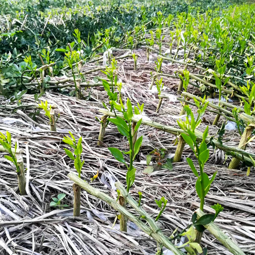 枳壳苗优质嫁接砧木红桔苗枸橘头可嫁接橙桔柚佛手金豆爱媛38 - 图1