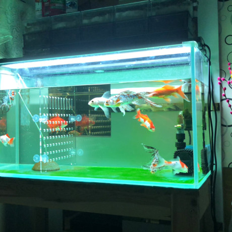 thin fish tank