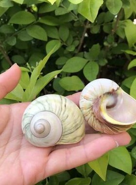 寄居蟹替换壳天然贝壳海螺