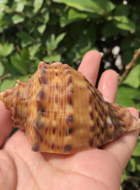 寄居蟹天然海螺贝壳寄居蟹海妖