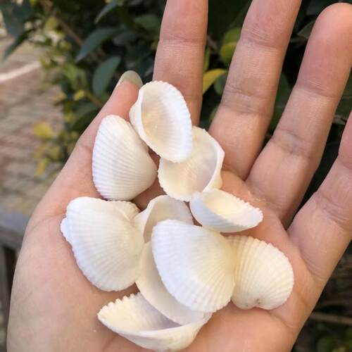 天然雪蛤白椰贝狮子贝小米螺白色海螺贝壳海星组合套装鱼缸造景饰 - 图1