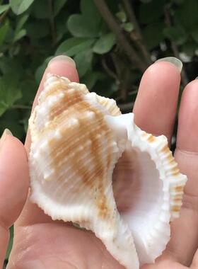 海参螺天然贝壳海螺造景创意幸运