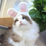 Котенок одежда Pet Cat Lion Head Cover's одежда кошки смешная осень и зимний трансформер Halloween Transformer Одежда