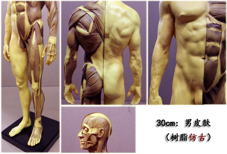 30cm医用头骨胸像绘画参考中性艺用人体肌肉骨骼解剖模型美术推荐 - 图2