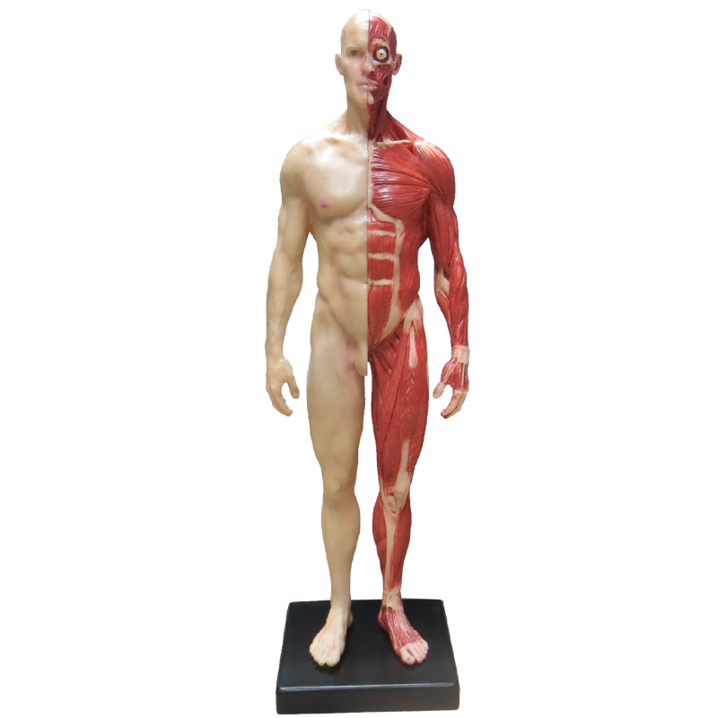 医学绘画参考头骨医用胸像艺用人体肌肉骨骼解剖结构模型美术全身 - 图3