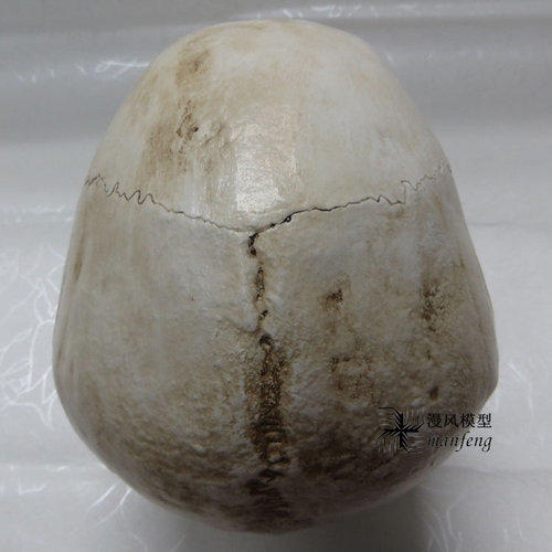 1：1树脂石膏头像骷髅头医艺用人体肌肉骨骼解剖结构头颅模型美术 - 图2