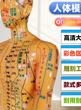 中医针灸人体模型教学男女全身十二经络小皮人人图可扎针铜人人模