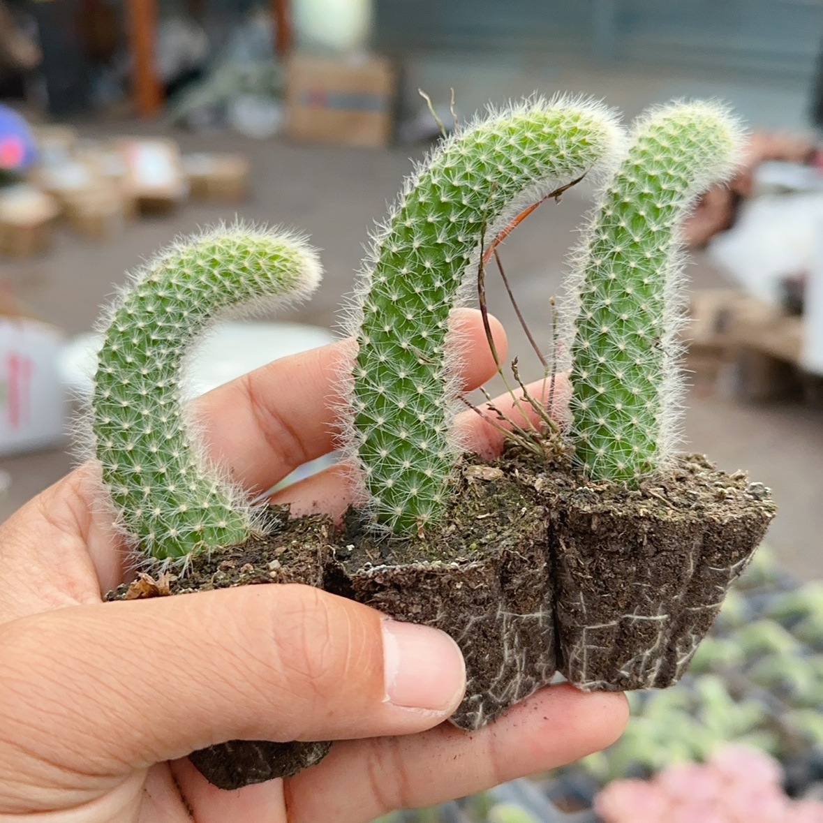 多肉植物长毛软毛九尾狐新手好养肉肉花卉开花阳台容易活仙人掌-图1