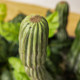 Simulated green plant cactus landscaping decorative ornament potted plant
