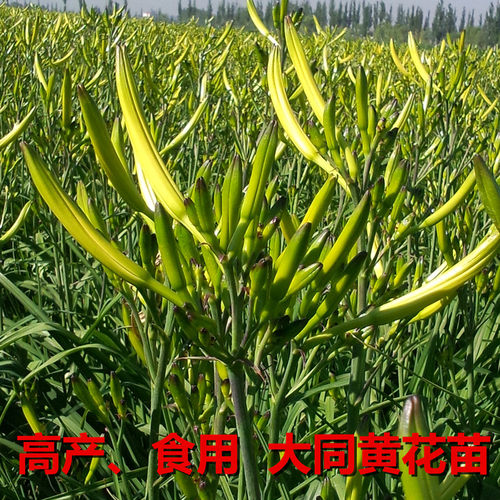 黄花菜种苗根种子金针苗种根高产食用四季蔬菜苗庭院阳台花卉50株-图0