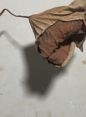 微山湖风干荷叶真实自然三支