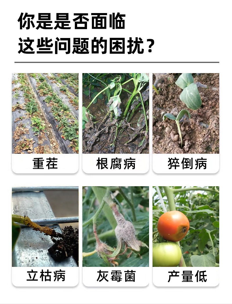 哈茨木霉菌枯草芽孢杆菌防治土传病害防根腐番茄草莓灰霉病农用 - 图1