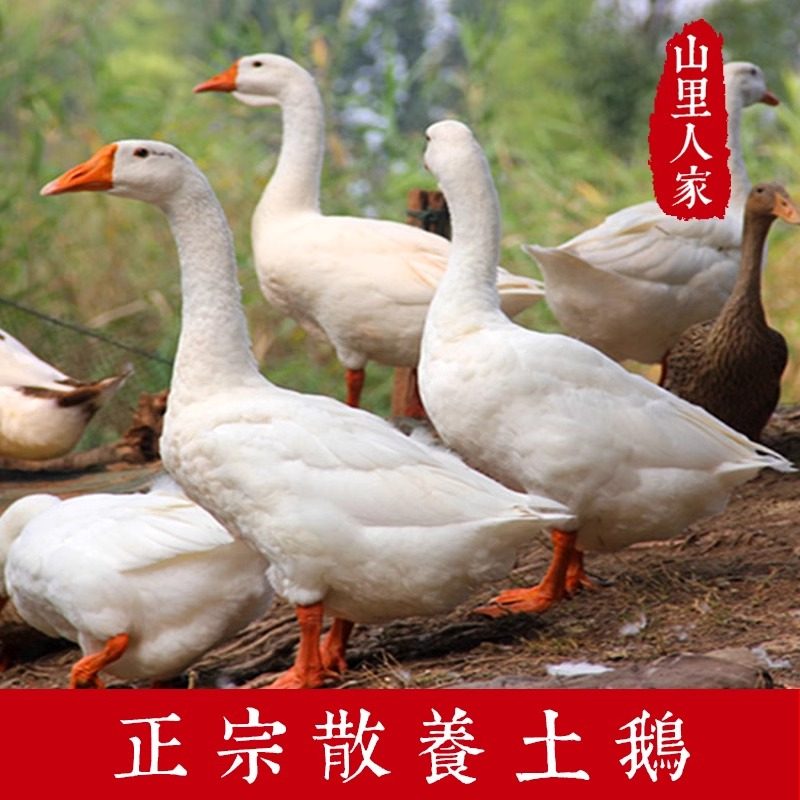 微山湖散养鹅新鲜现杀老鹅大白鹅大鹅肉草鹅土鹅肉活鹅鹅肝肠生鲜,淘宝优惠券,粉丝福利购,淘宝优惠卷