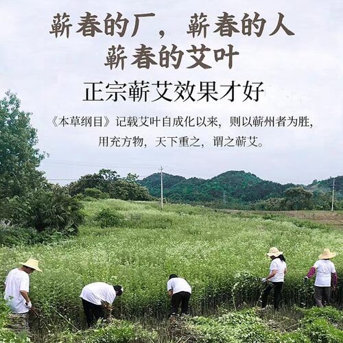 观二心湖北蕲春纯手工石臼艾灸条正品陈年纯艾草艾条艾灸棒雷火灸 - 图1