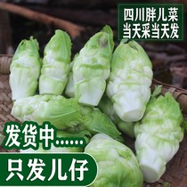 Sichuan Origin Direct Sales Fresh Crisp And Tender Cuddling mother and son Doll Vegetable Backer Dish from Sauerkraut raw material pickle