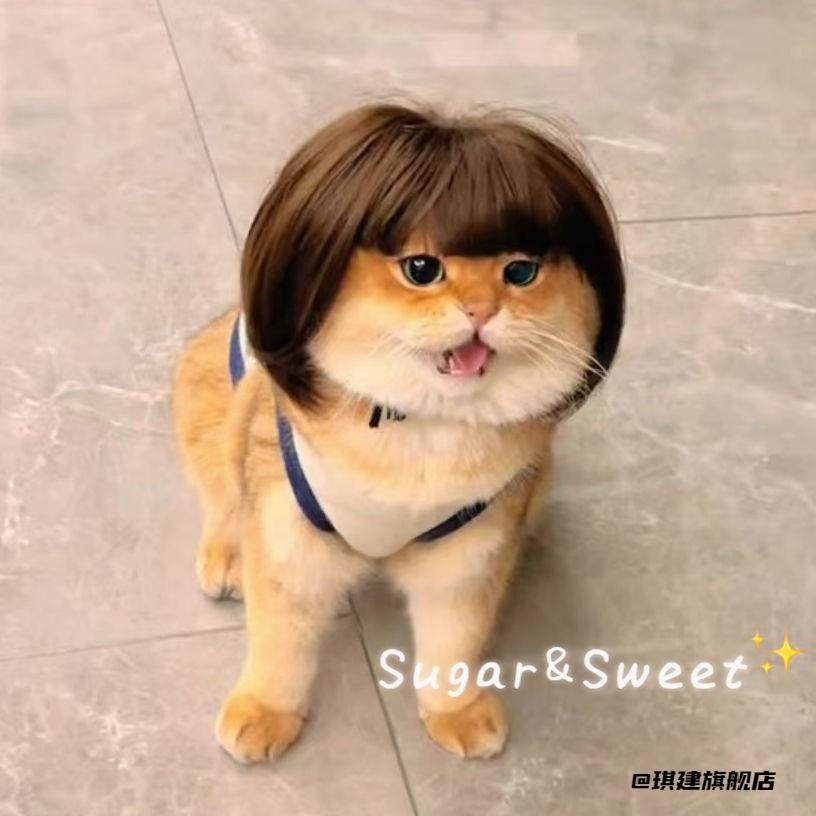 金三柜同款假发猫狗假发网红猫搞笑宠物头套恶搞齐刘海装扮波波头,淘宝优惠券,粉丝福利购,淘宝优惠卷