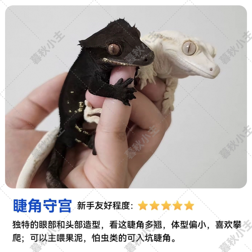 暮秋小主网红豹纹守宫蜥蜴活体爬宠活物温顺好养易活懒人新手入门 - 图3