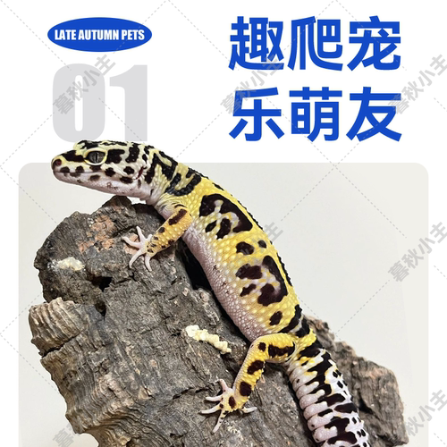 暮秋小主网红豹纹守宫蜥蜴活体爬宠活物温顺好养易活懒人新手入门 - 图0