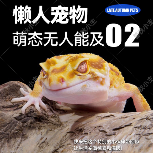 暮秋小主网红豹纹守宫蜥蜴活体爬宠活物温顺好养易活懒人新手入门 - 图1