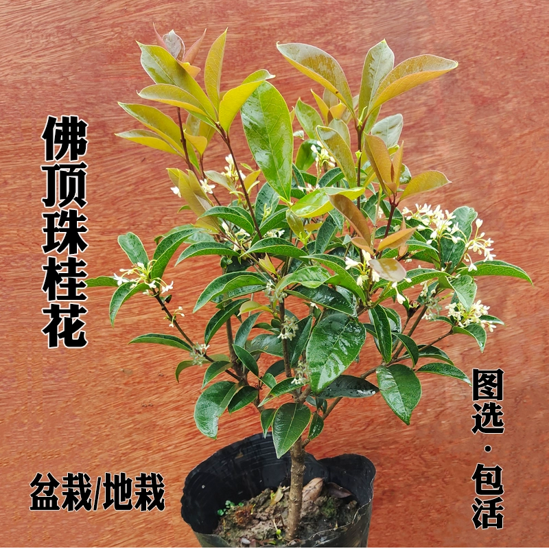 桂花树苗盆栽四季桂金桂浓香型室内植物庭院黄金大树盆景地栽花卉 - 图0