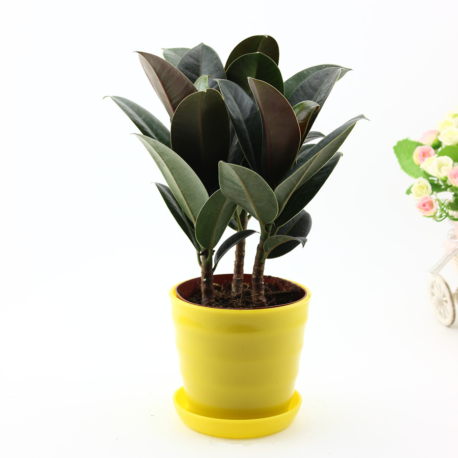 黑金刚橡皮树花卉绿植室内小盆栽观叶植物书房办公桌客厅好养包邮