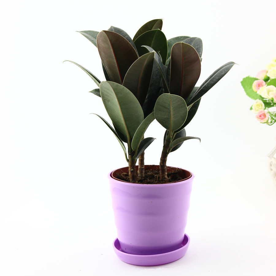黑金刚橡皮树花卉绿植室内小盆栽观叶植物书房办公桌客厅好养包邮