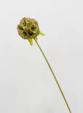 仿真花北欧装饰拍摄蓝盆花种子