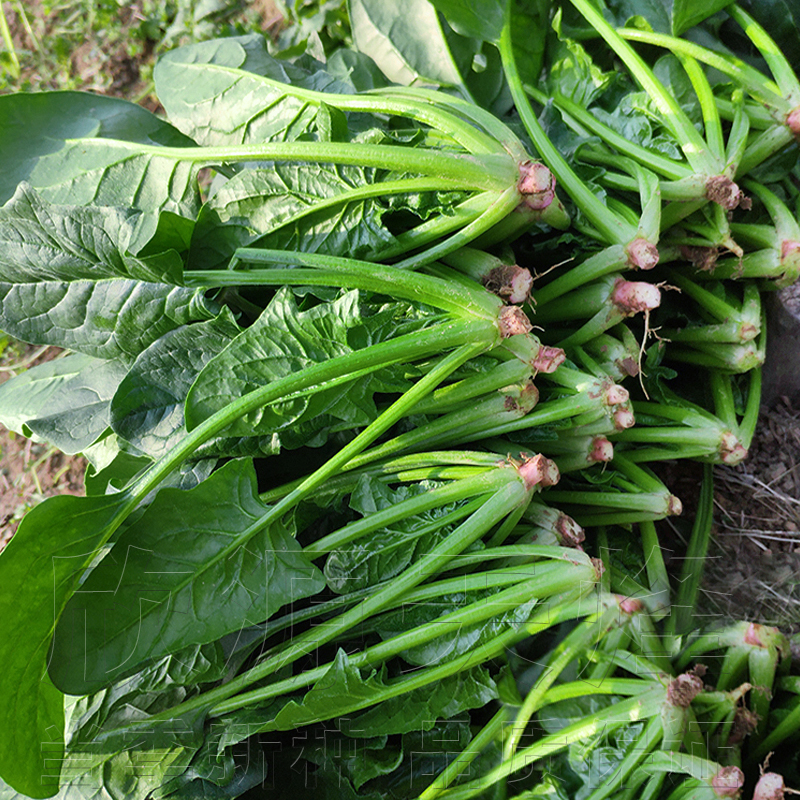 日本大叶菠菜种籽耐热高产红根蔬菜青菜种孑子四季阳台盆栽可食用-图0