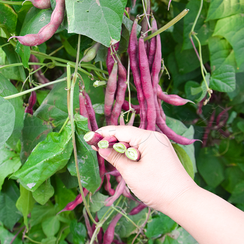 东北紫芸豆种籽春秋特大豆角种子架豆王四季特长红四季播蔬菜种孑-图1