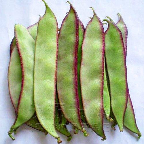 早熟扁豆种籽梅豆角红眉豆种子四季春夏季播蔬菜种孑盆栽庭院高产 - 图1