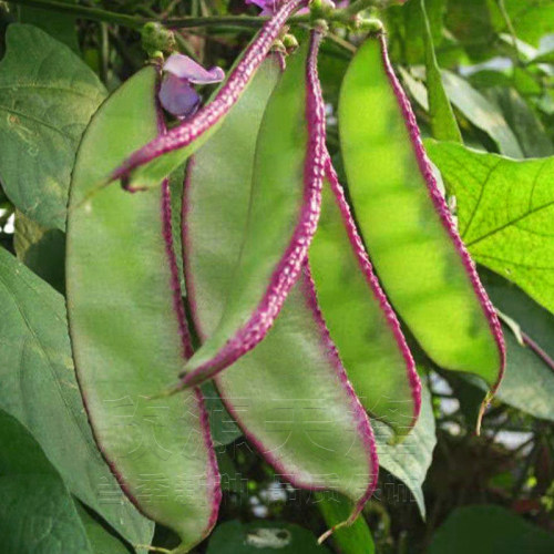 早熟扁豆种籽梅豆角红眉豆种子四季春夏季播蔬菜种孑盆栽庭院高产 - 图0