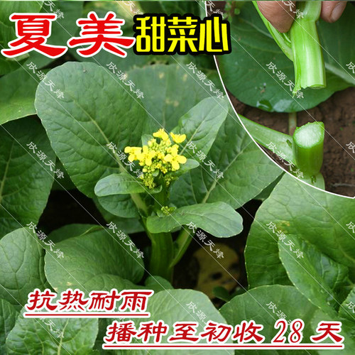 菜心菜种籽28阳台四季播迟花甜菜心夏季种植广东菜苔菜薹蔬菜种孑 - 图1