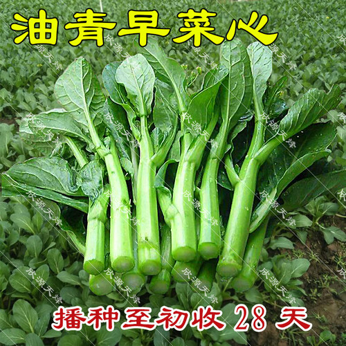 菜心菜种籽28阳台四季播迟花甜菜心夏季种植广东菜苔菜薹蔬菜种孑 - 图0