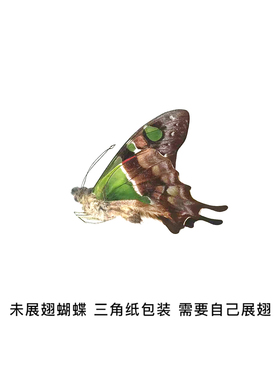 未展翅玫瑰青凤蝶三角袋包装A1A-