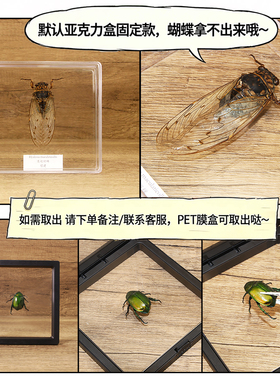 真独角仙已整姿标本手工标本摆件
