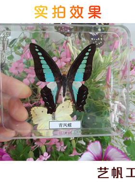 真蝴蝶标本展翅摆件装饰品可收藏