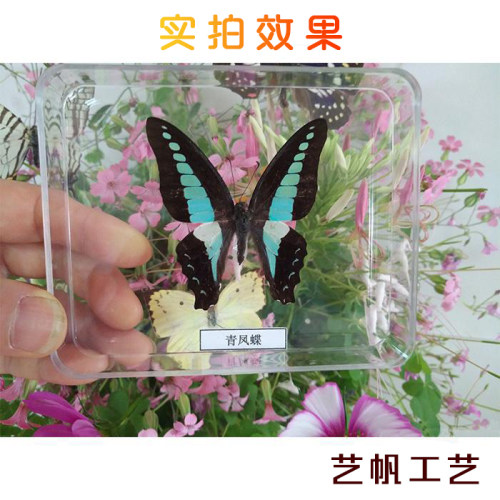 蝴蝶标本摆件手工昆虫标本装饰品学生创意生日礼物展翅真蝴蝶标本 - 图1
